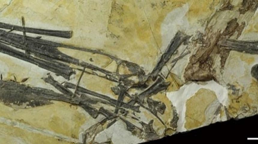 Avatar Yoksa Ger&ccedil;ek Mi &Ccedil;ıktı?