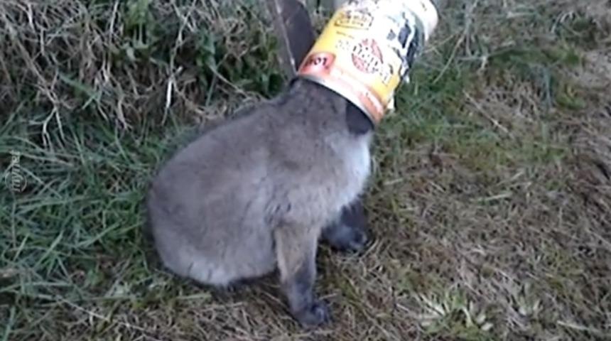 Bebek Tilkiyi Sıkıştığı Tenekeden Kurtaran Adam ve Aldığı Teşekkür