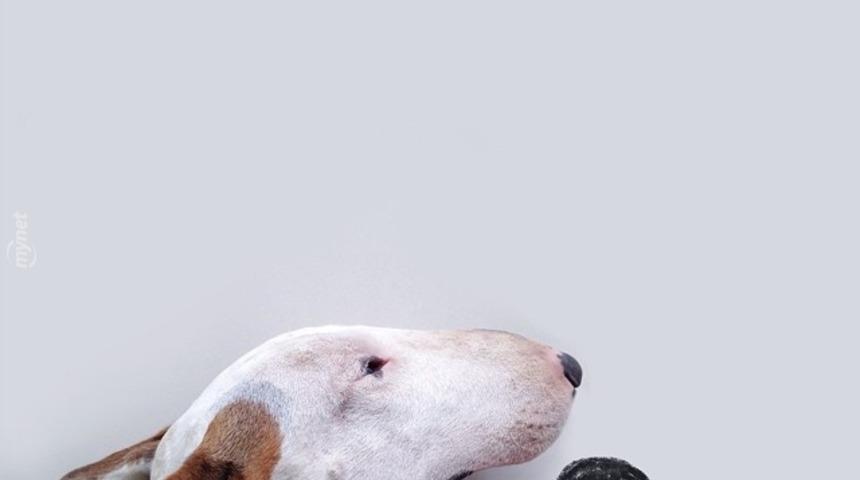 Dünyanın En Güçlü Köpeği Bull Teriyer Köpeğinin En Sevimli 14 Anı!