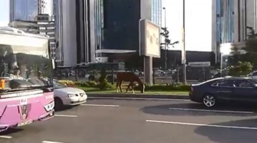 Plazalarda At Gibi &Ccedil;alışan İnsanlardan Biri Bu Sabah At Olarak Bulundu!