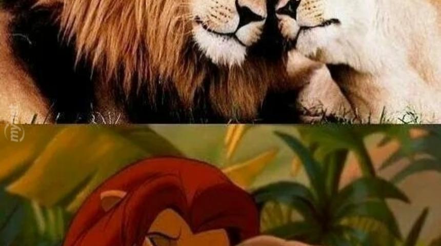 Aslan Kralın Ger&ccedil;ek Hayatını &Ccedil;eken Fotoğraf&ccedil;ı Sizlere &Ouml;m&uuml;r