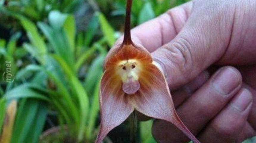 Bu &Ccedil;i&ccedil;ek Darwin'in Teorisini &Ccedil;&uuml;r&uuml;tmeye Aday. Meğer Maymun, &Ccedil;i&ccedil;ekten Geliyormuş!