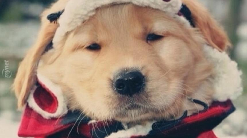 Kışa Hen&uuml;z Hazır Olmayan 17 Şirin K&ouml;pek