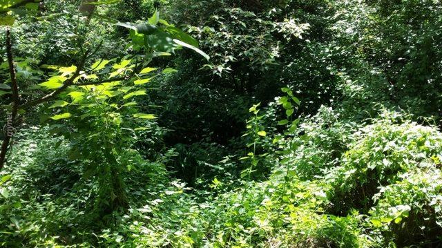 Başarılı Keskin Nişancılığın Sırrı İyi Saklanmakta! Bu 14 Nişancıyı Bulmak Neredeyse İmkansız! 2