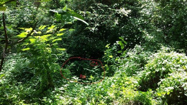 Başarılı Keskin Nişancılığın Sırrı İyi Saklanmakta! Bu 14 Nişancıyı Bulmak Neredeyse İmkansız! 3