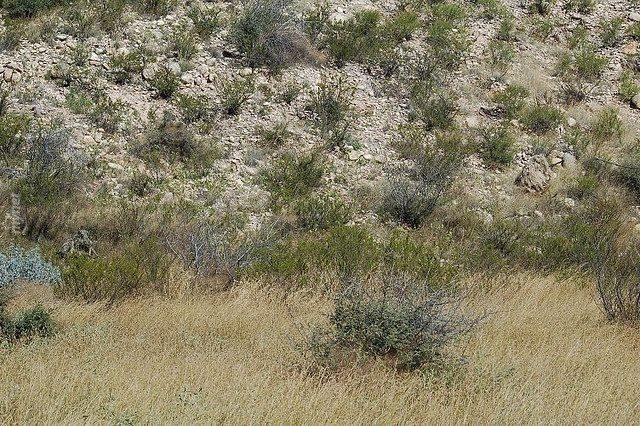 Başarılı Keskin Nişancılığın Sırrı İyi Saklanmakta! Bu 14 Nişancıyı Bulmak Neredeyse İmkansız! 6