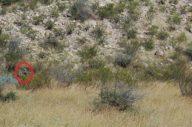 Başarılı Keskin Nişancılığın Sırrı İyi Saklanmakta! Bu 14 Nişancıyı Bulmak Neredeyse İmkansız! 7