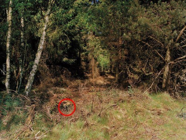 Başarılı Keskin Nişancılığın Sırrı İyi Saklanmakta! Bu 14 Nişancıyı Bulmak Neredeyse İmkansız! 11