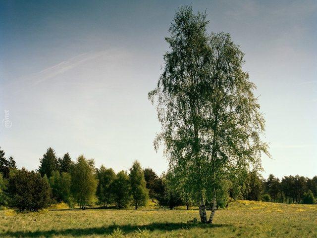 Başarılı Keskin Nişancılığın Sırrı İyi Saklanmakta! Bu 14 Nişancıyı Bulmak Neredeyse İmkansız! 12