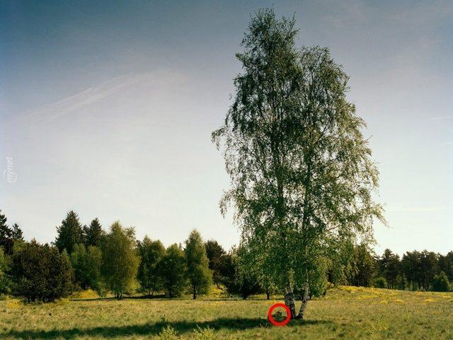 Başarılı Keskin Nişancılığın Sırrı İyi Saklanmakta! Bu 14 Nişancıyı Bulmak Neredeyse İmkansız! 13