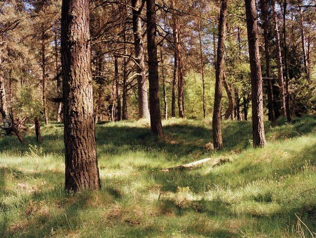 Başarılı Keskin Nişancılığın Sırrı İyi Saklanmakta! Bu 14 Nişancıyı Bulmak Neredeyse İmkansız! 24