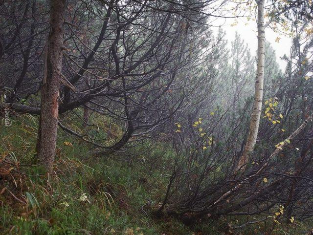 Başarılı Keskin Nişancılığın Sırrı İyi Saklanmakta! Bu 14 Nişancıyı Bulmak Neredeyse İmkansız! 26