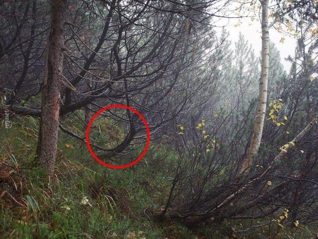 Başarılı Keskin Nişancılığın Sırrı İyi Saklanmakta! Bu 14 Nişancıyı Bulmak Neredeyse İmkansız! 27