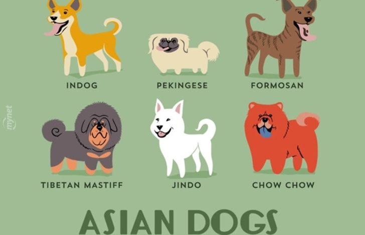 Grafiklerle Dunyadaki Kopekler Ve Ulkeleri Mynet Trend