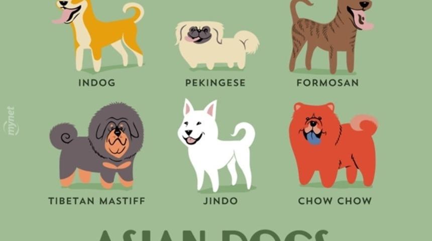 Grafiklerle D&uuml;nyadaki K&ouml;pekler ve &Uuml;lkeleri