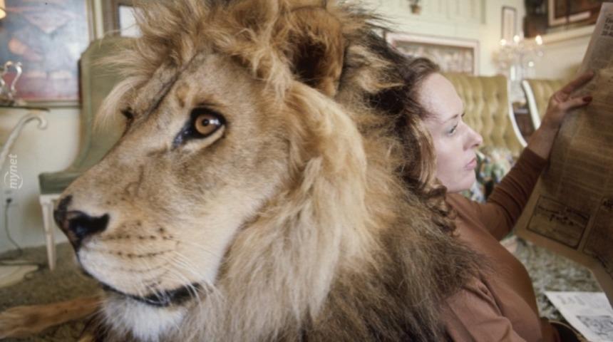 Evde Biraz Büyük Bir Kediyle Yaşamak İster Miydiniz?