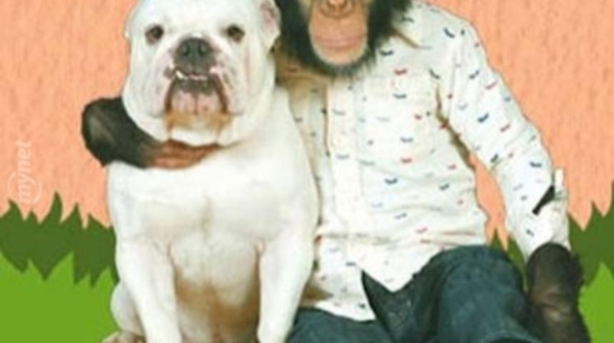 Bir Şempanze Bir Bulldog'u Evcilleştirirse Ne Olur? İnsanın İçini Isıtan Sevimli Görüntüler Ortaya Çıkar.