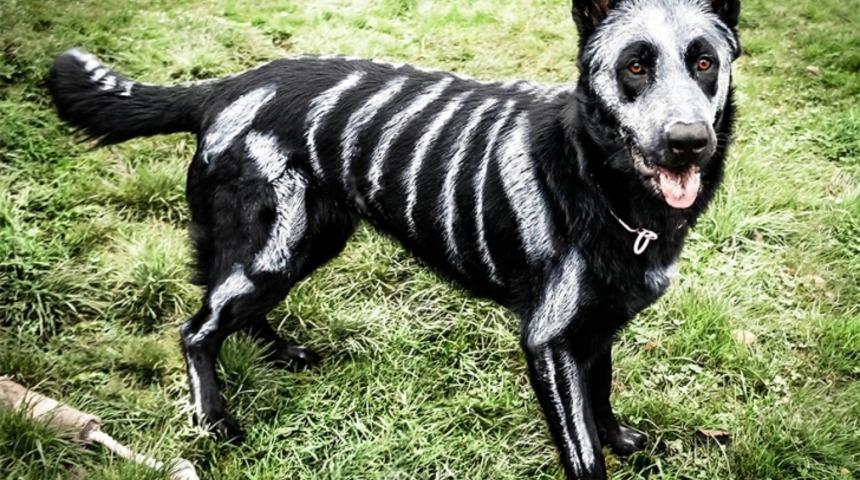 Cadılar Bayramı i&ccedil;in K&ouml;peğini İskelete &Ccedil;eviren Sahip