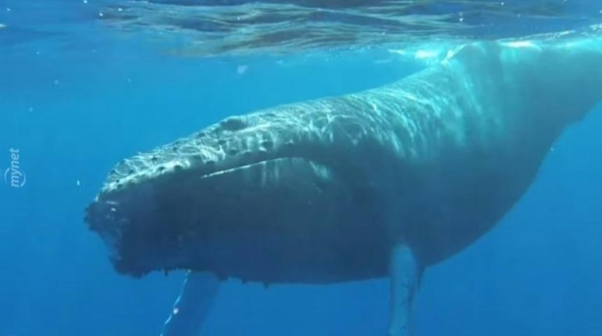 Bir Kambur Balinayı Uykusundan Uyandırmak