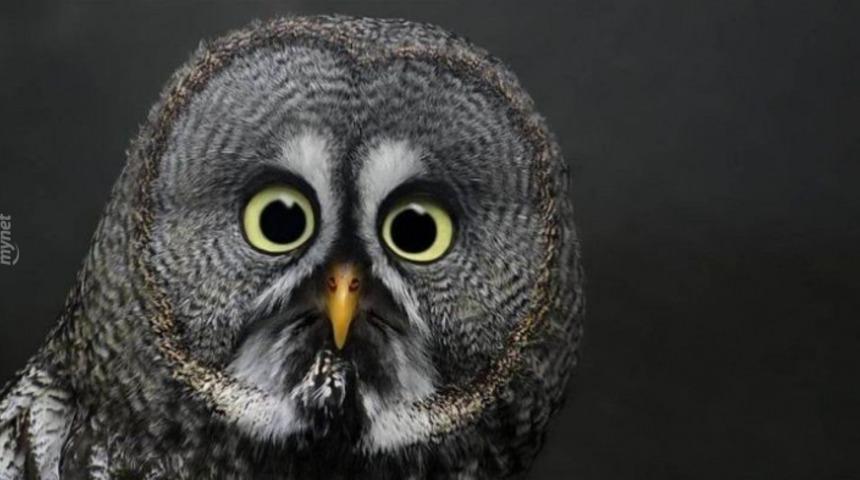 Bukalemun Gibi Renk Değiştiren Baykuşlar Sizi Şok Edecek!