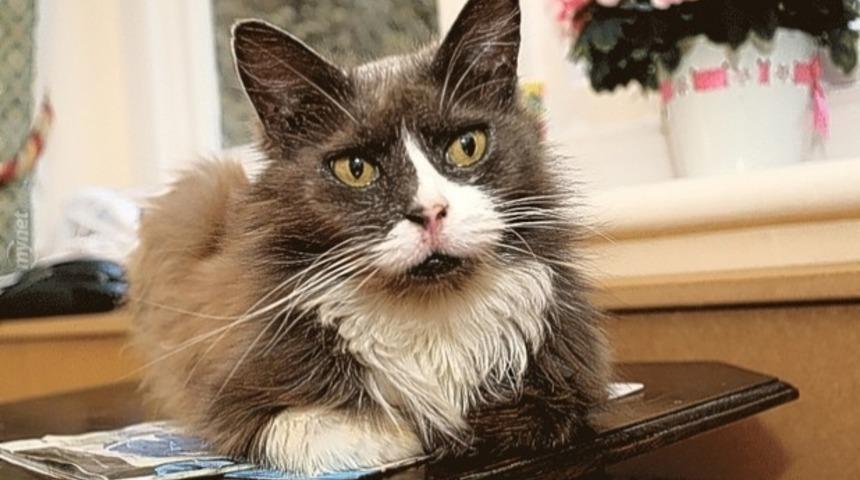 İnsanları İnsanlığından Utandıracak Kadar Vicdanlı Kedi