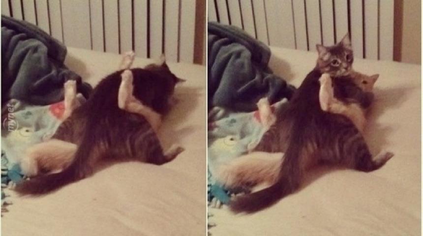 İş &Uuml;st&uuml;nde Yakalanınca Anlamamazlıktan Gelmede Usta 19 Kedi