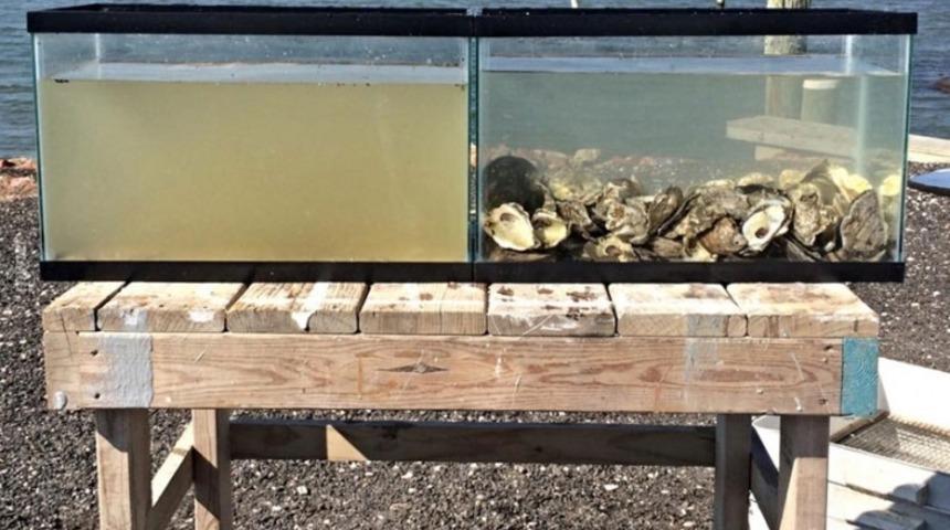 İstiridyelerin Litrelerce Suyu Birka&ccedil; Saat İ&ccedil;inde Nasıl Temizlediğine İnanamayacaksınız