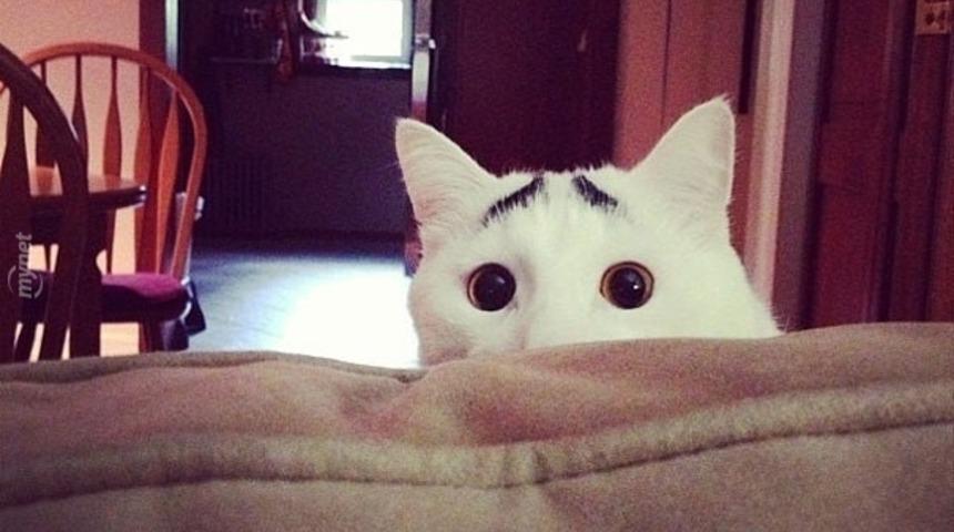 Kesinlikle Az &Ouml;nce Hayalet G&ouml;rm&uuml;ş 22 Kedi