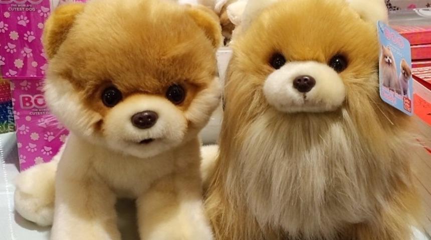 D&uuml;nyanın En Sevimli K&ouml;peği Boo'yu G&ouml;r&uuml;nce G&ouml;kkuşağı Kusacaksınız!