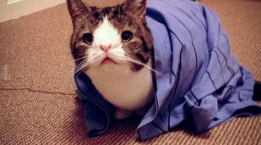 Uzaylı Kediyi G&ouml;rd&uuml;n&uuml;z M&uuml;?