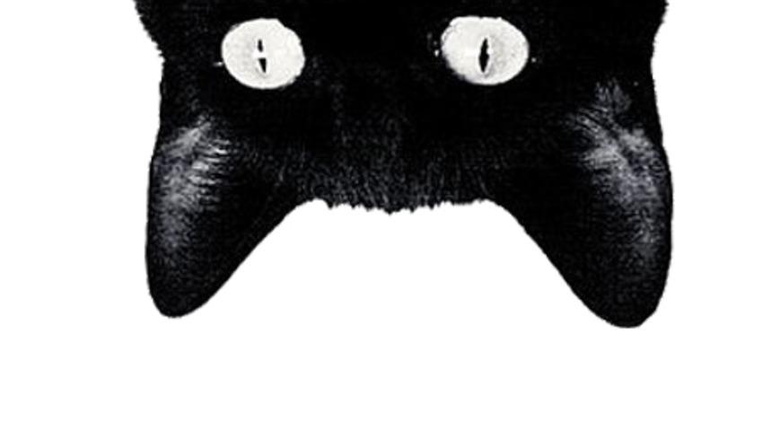 Kedi Severlerin Bildiği 21 Karşı Konulmaz Durum! 