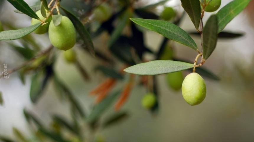 Zeytin Ağaçlarını Döve Döve Söktüler!