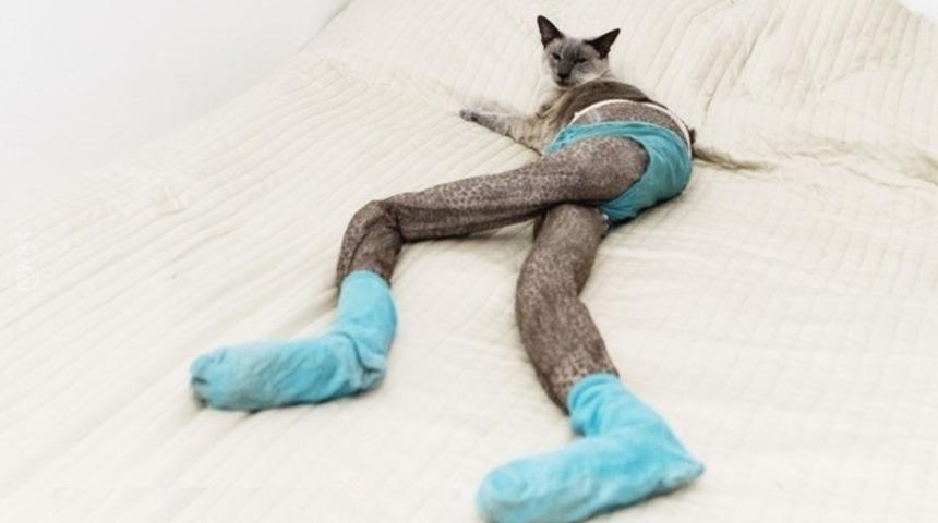 Taytın &Ccedil;ok Yakıştığı 44 Kedi