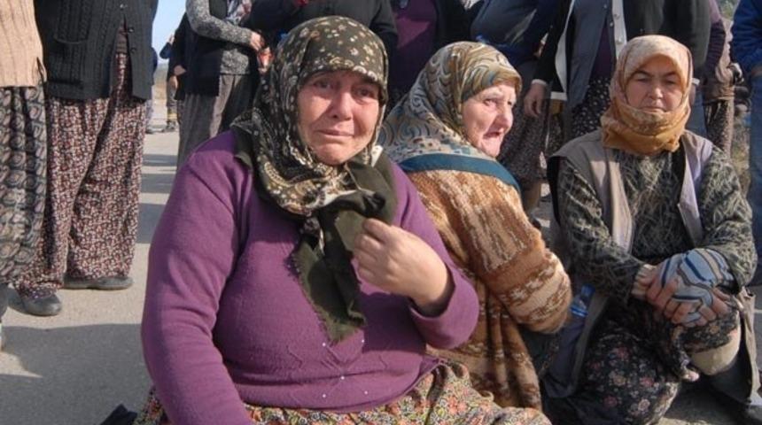 6 bin zeytin ağacını kesmesinler diye sabaha kadar dayak yediler!