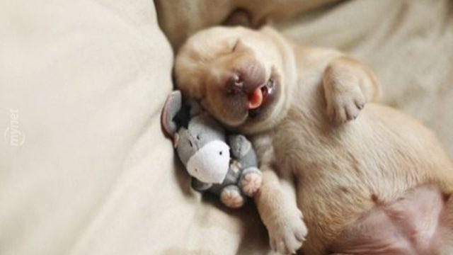 Jelibon Tadında 7 Kısa Hayvan Videosu