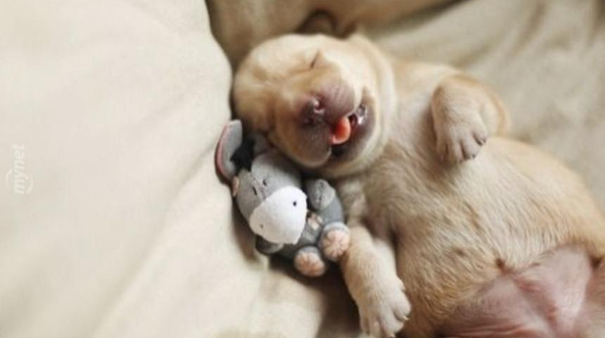 Jelibon Tadında 7 Kısa Hayvan Videosu