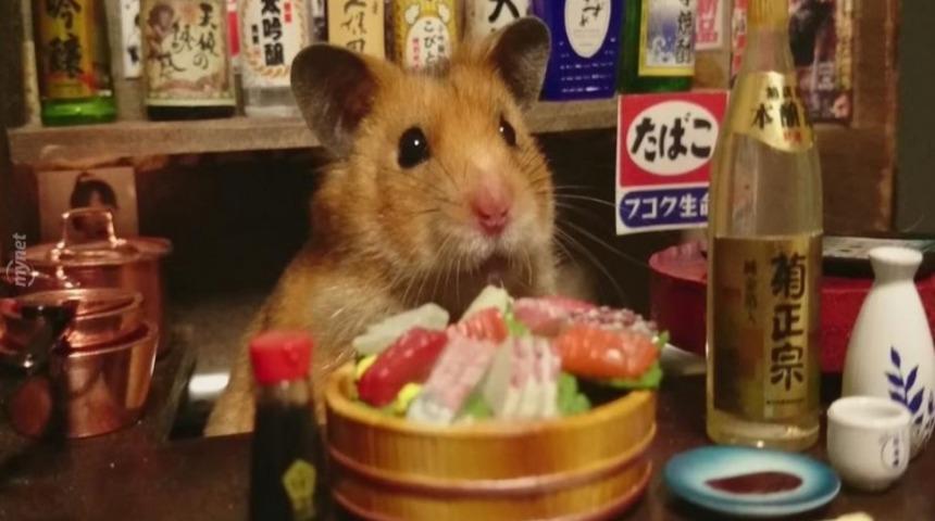 Dünyanın İlk Hamster Suşi Lokantası ve İçindeki Tontik Hamsterlar