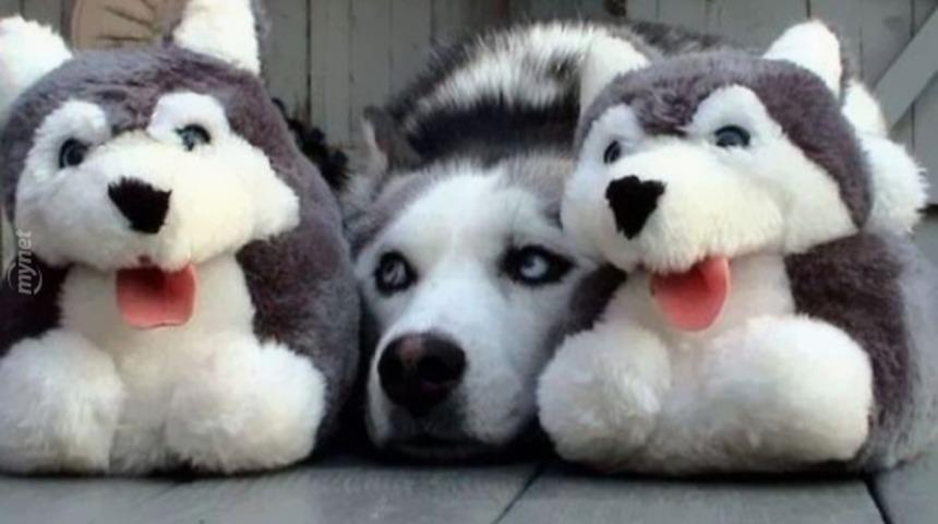 Kamuflaj Ustası 16 Tatlış Hayvan