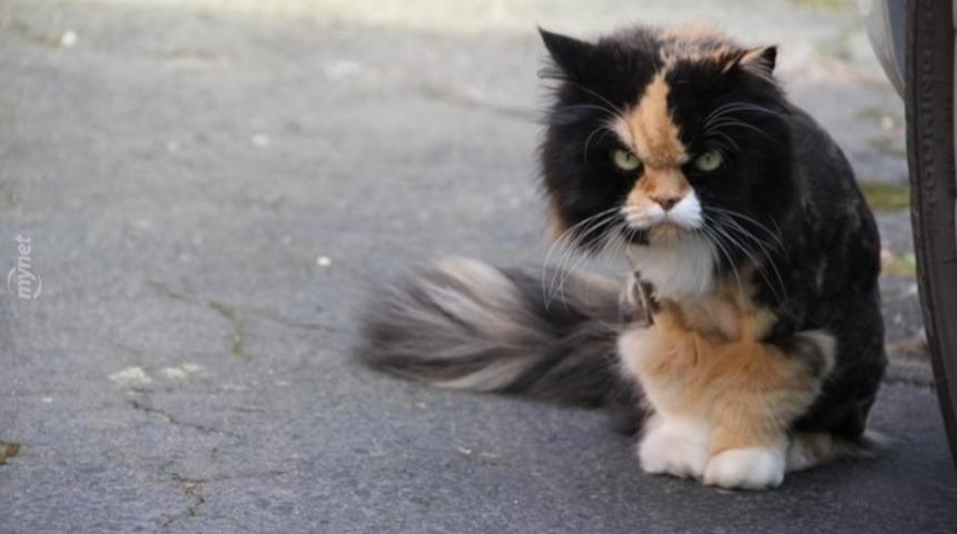 Kedi Surat İfadeleriyle Pazartesi Sendromu