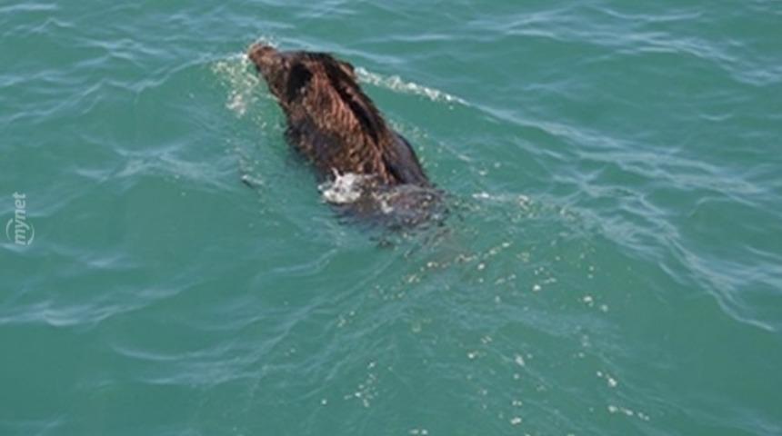 Bakandan Hayvanları Anlama Kılavuzu: "Domuz Domuzluğunu Yapmış"