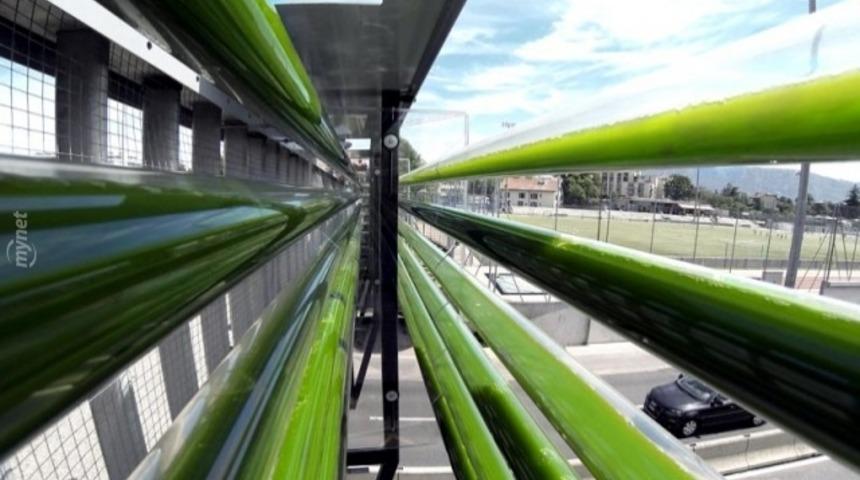 Otoyollardaki Hava Kirliliğine &Ccedil;&ouml;z&uuml;m Bulundu: Yosun &Ccedil;iftlikleri