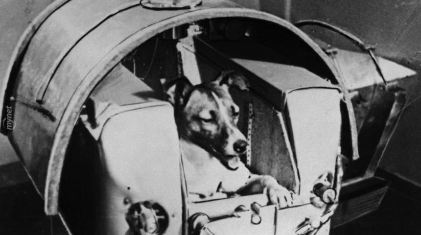 57 Sene &Ouml;nce Uzaya Yollanan K&ouml;pek Laika'yı Biliyor Musunuz?