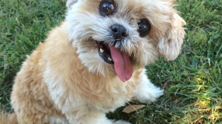 Instagram Fenomeni Yandan &Ccedil;arklı Marnie'yle Tanıştınız mı?