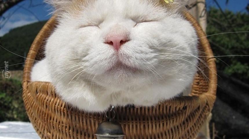 İnternetin En &Uuml;nl&uuml; 13 Kedisiyle Tanışın!