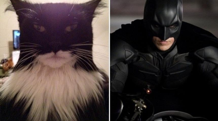 Başka Bir Şeylere Benzeyen Kediler