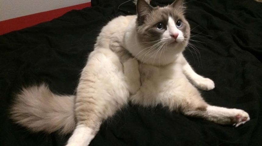 Ayıplı film İzlerken Ebeveynine Basılan 14 Ergen Kedi 