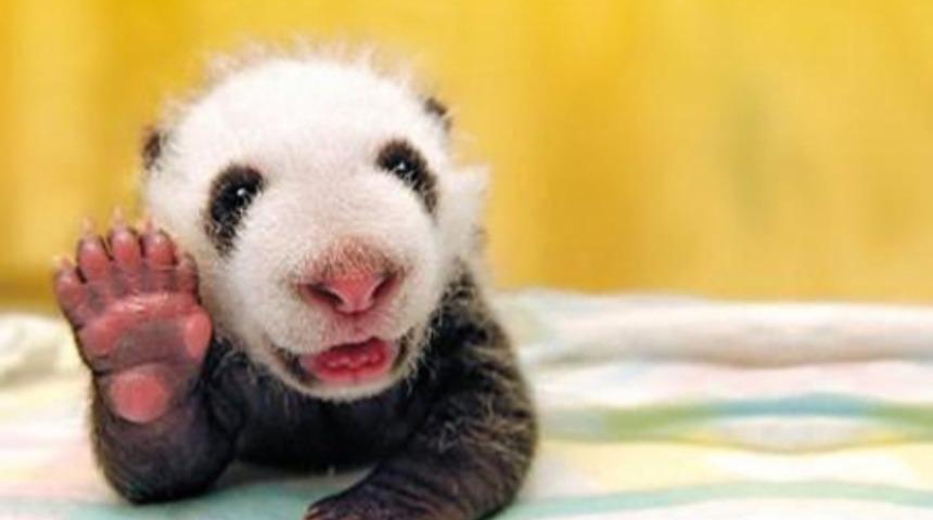 T&uuml;m Stresinizi Alacak "D&uuml;nya Umrunda Olmayan" 10 Panda