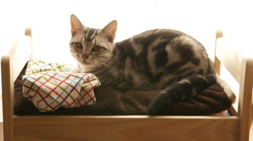 Karton Kutudan İyi mi Bilinmez Ama Kedi Yatağı Olarak Kullanabileceğiniz Oyuncak Bebek Yatağı D&uuml;nyanın En &Uuml;nl&uuml; Ev Eşyası S&uuml;permarketinde Satılıyor