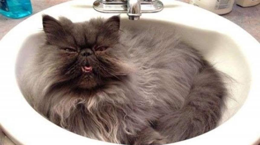 T&uuml;m Kedi Sahiplerinin Kabullendiği 12 Ger&ccedil;ek