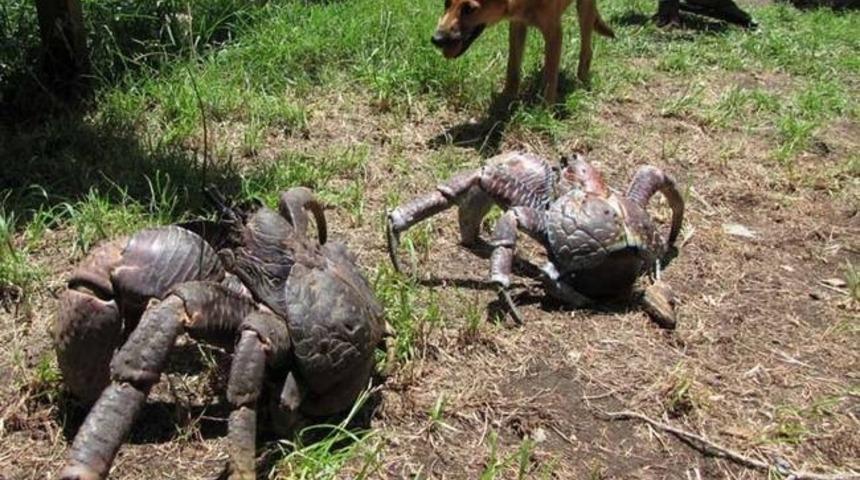 Ger&ccedil;ek Canavar İstilası: Hindistancevizi Yenge&ccedil;leri